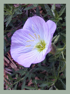 Oenothera speciosa -- Pink Primrose