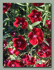 Red Dianthus