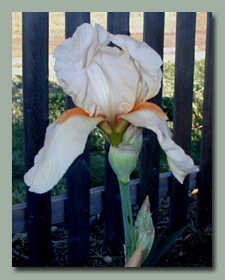 Peach Parchment