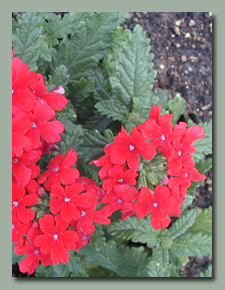 Red Verbena