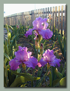 Purple-Blue Ruffled Iris