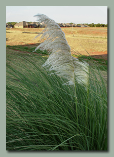 Pampus Grass