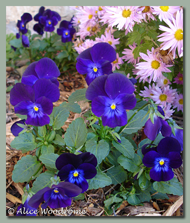 I planted a lot of pansies and they got a good start