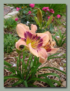 Click here for my Favorite Daylilies
