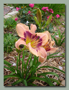 Paper Butterfly Daylily