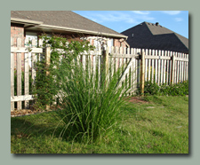 Pampas Grass