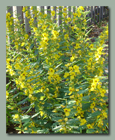 Partridge Pea