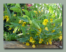 Partridge Pea