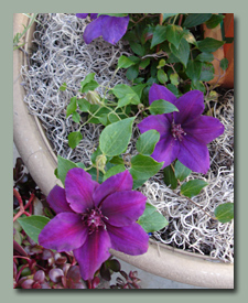 Patio Clematis Picardy