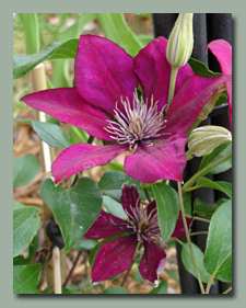 Patio Clematis Versailles