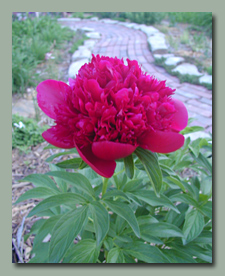 Red Charm Peony