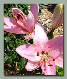 Pink Asiatic Lily