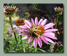 Pink Coneflower and Moth