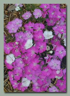 Pink Dianthus