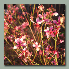 Pink Gaura