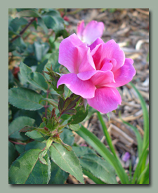 Pink KnockOut Rose