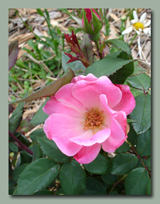 Pink Knockout Rose