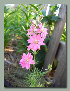 Pink Larkspur