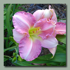 Click here for Rose to Pink Daylilies