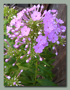 Pink Phlox