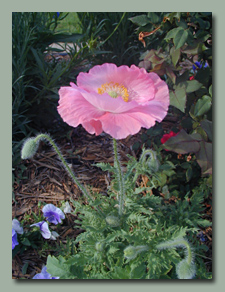 Pink Poppy