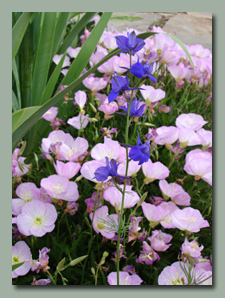 Pink Primrose and Larkspur