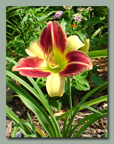 Click here for Bi-Colored Daylilies