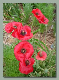 Red Poppies