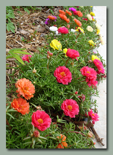 Portulaca