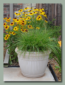 Pot on Driveway