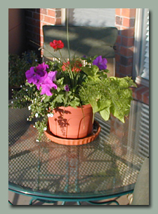 Pot on Patio Table