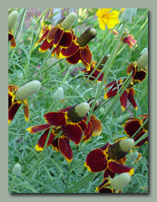 Prairie ConeFlowers