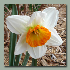 Professor Einstein Daffodil