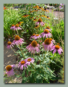 Purple Coneflower