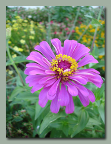 Purple Zinnia