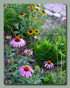 Purple Coneflower