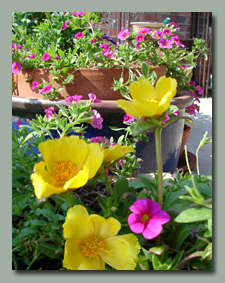 Purslane and Million Bells