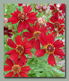 Red Coreopsis