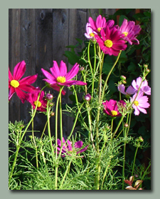 Red Cosmos