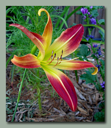 Click here for Spider Daylilies
