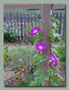 Red Morning Glories