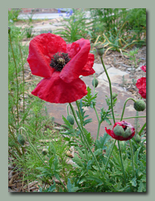 Red Poppies in backyard