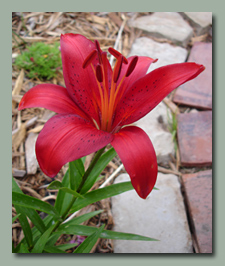 Red Asiatic Lily