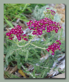 Red Yarrow