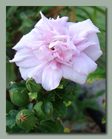 Rose Of Sharon