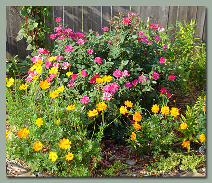 Roses and Sulphur Cosmos