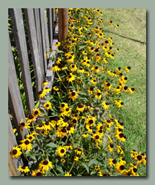 Rudbeckia