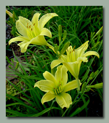 Ruffled Lemon Yellow