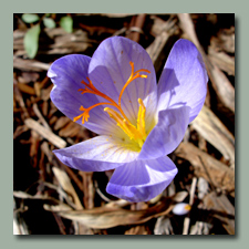 Safron Autumn Crocus