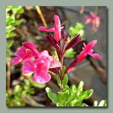 Salvia Greggii